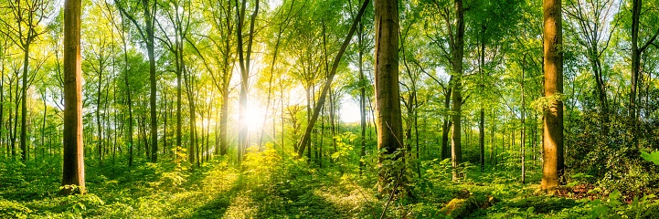 Forest with big old trees in the foreground and bright sun in the background